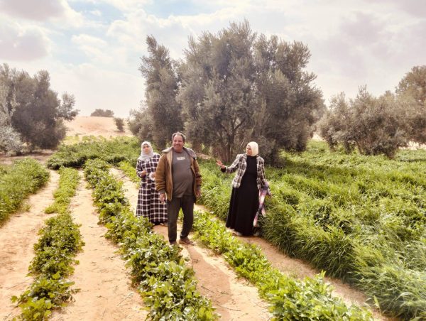إدارة رفح الزراعية تواصل جهودها في تطوير القطاع الزراعي بشمال سيناء من خلال حصر جميع المحاصيل - 3 - سيناء الإخبارية