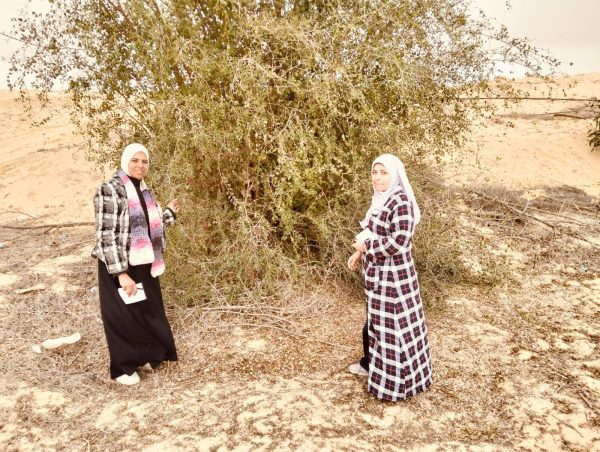 إدارة رفح الزراعية تواصل جهودها في تطوير القطاع الزراعي بشمال سيناء من خلال حصر جميع المحاصيل - 7 - سيناء الإخبارية