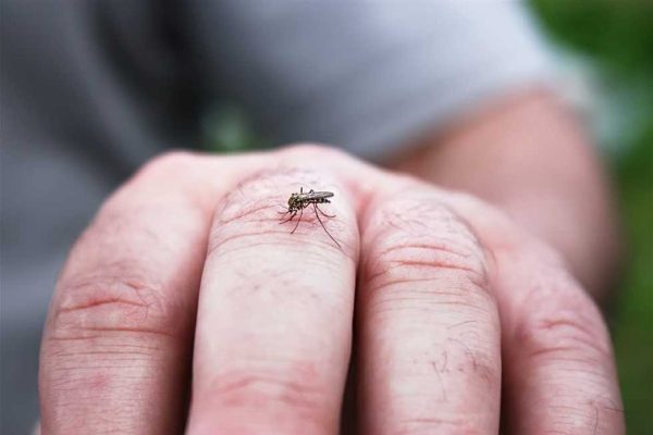 صحة شمال سيناء توجه بتكثيف التوعية الصحية ضد مرض حمى الضنك - سيناء الإخبارية