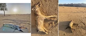 لأول مرة منذ 5 آلاف عام..عودة الضبع المرقط إلى مصر على بعد 30 كيلومترًا شمال الحدود السودانية - 3 - سيناء الإخبارية