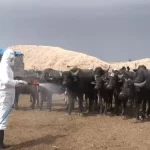 الزراعة العراقية تقترب من القضاء على الحمى القلاعية في البلاد - 3 - سيناء الإخبارية