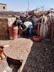 حملة لتحصين الحيوانات ضد مرض الجدري بمدينة أبورديس بجنوب سيناء - 1 - سيناء الإخبارية