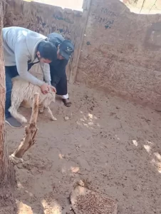 حملة لتحصين الحيوانات ضد مرض الجدري بمدينة أبورديس بجنوب سيناء - 3 - سيناء الإخبارية