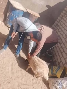 حملة لتحصين الحيوانات ضد مرض الجدري بمدينة أبورديس بجنوب سيناء - 5 - سيناء الإخبارية