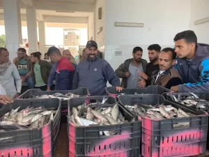 أسعار الأسماك في شمال سيناء تستقر بعد فتح بحيرة البردويل - 3 - سيناء الإخبارية