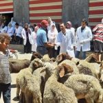 مديرية الطب البيطري بشمال سيناء تكثف استعداداتها لاستقبال عيد الأضحى - 1 - سيناء الإخبارية