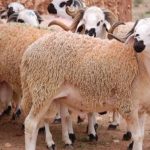 البحوث الشرعية بليبيا: التبرع بثمن الأضحية لغزة أولى في ظل المجاعة والحصار - 1 - سيناء الإخبارية