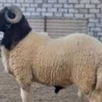 أضاحي العيد بأسعار تنافسية في شمال سيناء لتخفيف الأعباء عن المواطنين - 1 - سيناء الإخبارية