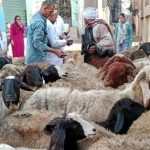 نقيب الفلاحين يكشف أسعار الأضاحي: تراجع 20% عن المواسم السابقة - 1 - سيناء الإخبارية