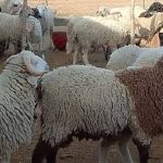 هل يجوز تقسيط الأضحية عن طريق البنك بفائدة؟.. وما حكم جمعها مع العقيقة في ذبيحة واحدة؟ - 1 - سيناء الإخبارية