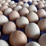 دراسة: تناول البيض أكثر من مرة أسبوعيًا يقلل خطر الزهايمر لدى كبار السن - 1 - سيناء الإخبارية