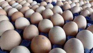 أسعار البيض تواصل استقرارها اليوم السبت 10 مايو بالأسواق - 1 - سيناء الإخبارية