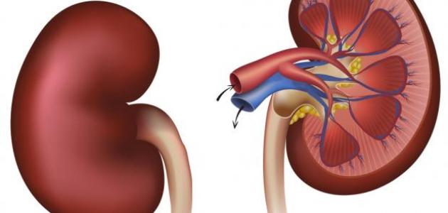 5 إشارات تظهر في الساقين قد تدل على مشاكل مبكرة في الكلى - 9 - سيناء الإخبارية