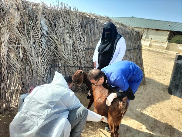 بيطري شمال سيناء تطلق قافلة شاملة لحماية الثروة الحيوانية - 5 - سيناء الإخبارية