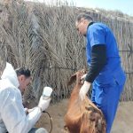 بيطري شمال سيناء وقعّت الكشف على أكثر من 50 ألف حيوان وطائر خلال شهر يونيو - 1 - سيناء الإخبارية