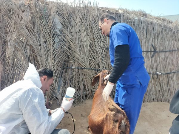 بيطري شمال سيناء وقعّت الكشف على أكثر من 50 ألف حيوان وطائر خلال شهر يونيو - 1 - سيناء الإخبارية