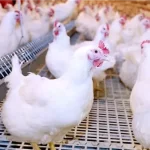 ارتفاع مفاجئ في أسعار الدواجن رغم توقعات الانخفاض.. إعرف السبب - 3 - سيناء الإخبارية