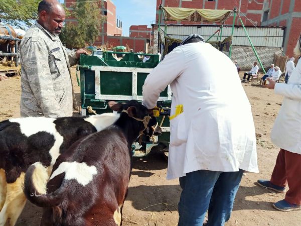 قافلة بيطرية مجانية تنطلق في قرية الجبيل بجنوب سيناء - 7 - سيناء الإخبارية