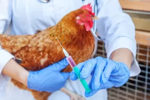 منى محرز تكشف الحقيقة: لا فيروسات جديدة في دواجن مصر - 1 - سيناء الإخبارية