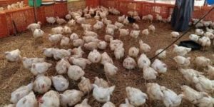منى محرز تكشف الحقيقة: لا فيروسات جديدة في دواجن مصر - 3 - سيناء الإخبارية