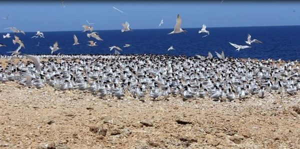 عالم ساحر.. البحر الأحمر مياه فيروزية وكائنات خلابة - 15 - سيناء الإخبارية
