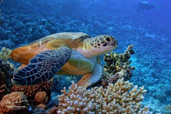 عالم ساحر.. البحر الأحمر مياه فيروزية وكائنات خلابة - 23 - سيناء الإخبارية