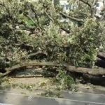 شجرة ضخمة تسقط في فينيسيا الإيطالية وتصيب 12 شخصًا - 1 - سيناء الإخبارية