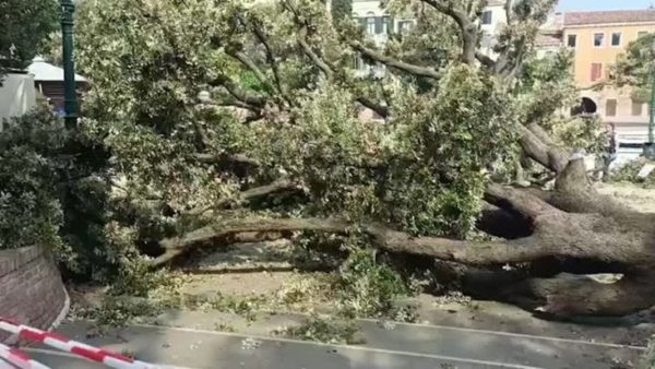 شجرة ضخمة تسقط في فينيسيا الإيطالية وتصيب 12 شخصًا - 1 - سيناء الإخبارية