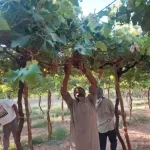 عناقيد العنب تزين مزارع جنوب سيناء وتبشر بمحصول وفير وجودة عالية - 13 - سيناء الإخبارية