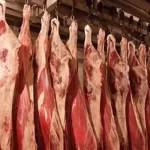 جنوب سيناء تستعد للعيد بضخ دفعة جديدة من اللحوم والدواجن - 1 - سيناء الإخبارية