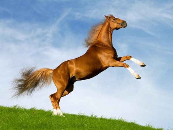 الخيول العربية.. روعة التكوين وأناقة التاريخ - 15 - سيناء الإخبارية