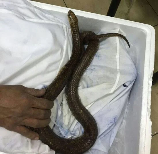 الزراعة تحبط محاولة تهريب خطيرة لكائنات حية نادرة بمطار القاهرة - 5 - سيناء الإخبارية