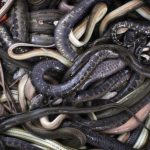 الزراعة تحبط محاولة تهريب خطيرة لكائنات حية نادرة بمطار القاهرة - 16 - سيناء الإخبارية الزراعة تحبط محاولة تهريب خطيرة لكائنات حية نادرة بمطار القاهرة - 15 - سيناء الإخبارية