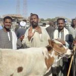 شمال سيناء تتحرك مبكرًا لفحص الأضاحي والتصدي لأي مخاطر صحية - 1 - سيناء الإخبارية