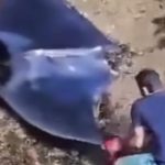 ظهور نادر لسمكة "الشيطان" السوداء على شاطئ جزائري - 4 - سيناء الإخبارية ظهور نادر لسمكة "الشيطان" السوداء على شاطئ جزائري - 3 - سيناء الإخبارية