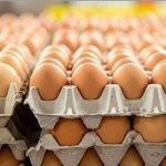تباين في أسعار البيض اليوم الخميس .. تراجع الأبيض والأحمر واستقرار البلدي - 1 - سيناء الإخبارية