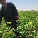 لأول مرة بجنوب سيناء..نوار القطن يزهر في طور سيناء - 4 - سيناء الإخبارية لأول مرة بجنوب سيناء..نوار القطن يزهر في طور سيناء - 3 - سيناء الإخبارية