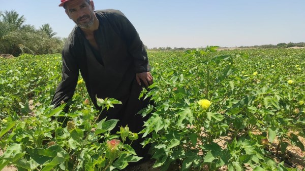 لأول مرة بجنوب سيناء..نوار القطن يزهر في طور سيناء - 3 - سيناء الإخبارية