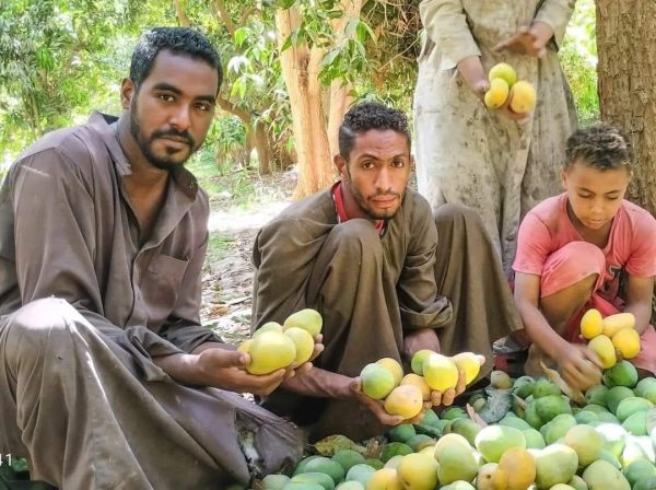 ست الفواكه.. حصاد المانجو وفرحة المصريين - 23 - سيناء الإخبارية