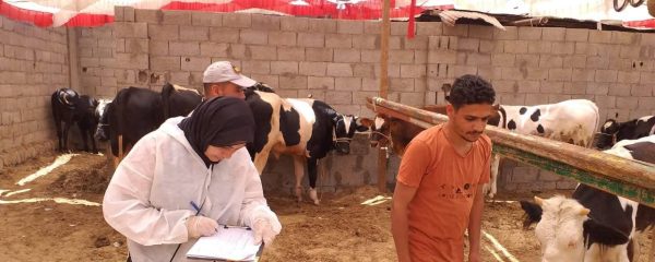 شمال سيناء تطلق خطة طوارئ لمواجهة الحمى القلاعية وحمى الوادي المتصدع - 7 - سيناء الإخبارية
