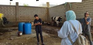 شمال سيناء تطلق خطة طوارئ لمواجهة الحمى القلاعية وحمى الوادي المتصدع - 1 - سيناء الإخبارية