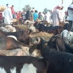 تفاوت الأسعار بأسواق الأضاحي في شمال سيناء قبيل العيد - 1 - سيناء الإخبارية