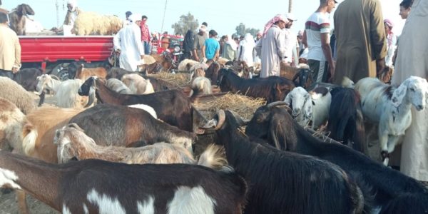تفاوت الأسعار بأسواق الأضاحي في شمال سيناء قبيل العيد - 1 - سيناء الإخبارية