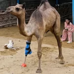 تركيب ساق اصطناعية لناقة صغيرة بُترت قدمها بعد دخولها حقلًا بحثًا عن الطعام - 3 - سيناء الإخبارية
