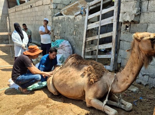 لليوم الثالث.. "جسور الخير 22" تواصل تقديم الخدمات الطبية والاجتماعية لأهالي شمال سيناء - 1 - سيناء الإخبارية