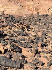 الغابة المتحجرة بجنوب سيناء.. سجل الأرض الصامت يحكي أسرار ملايين السنين - 1 - سيناء الإخبارية