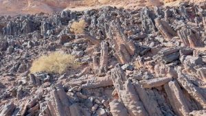 الغابة المتحجرة بجنوب سيناء.. سجل الأرض الصامت يحكي أسرار ملايين السنين - 7 - سيناء الإخبارية