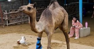 تركيب ساق اصطناعية لناقة صغيرة بُترت قدمها بعد دخولها حقلًا بحثًا عن الطعام - 3 - سيناء الإخبارية
