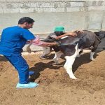 قوافل بيطرية مجانية بقرى العريش لخدمة المربين والمزارعين - 1 - سيناء الإخبارية