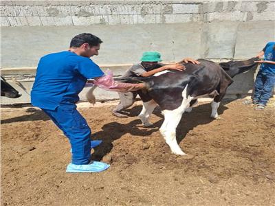 قوافل بيطرية مجانية بقرى العريش لخدمة المربين والمزارعين - 3 - سيناء الإخبارية
